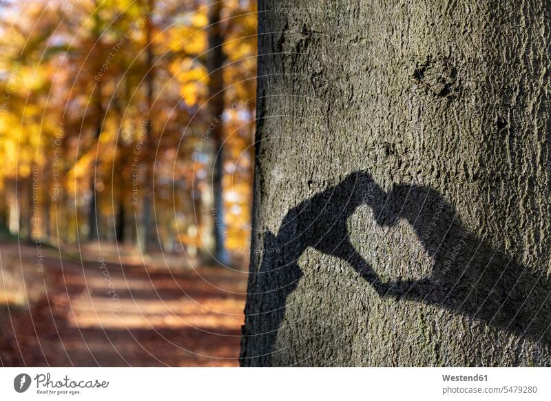 Heart shaped shadow on tree trunk in Cannock Chase woodland color image colour image outdoors location shots outdoor shot outdoor shots day daylight shot