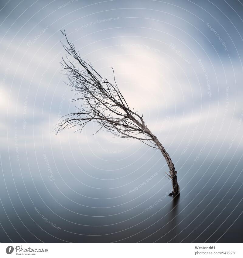 Bent bare tree standing in lake at wintertime hibernal bending bowed bent tilted Askew tilting crooked dramatic one object 1 Wintertime Winter time rural scene