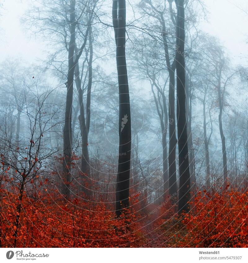 Germany, Wuppertal, Foggy forest in autumn outdoors location shots outdoor shot outdoor shots day daylight shot daylight shots day shots daytime