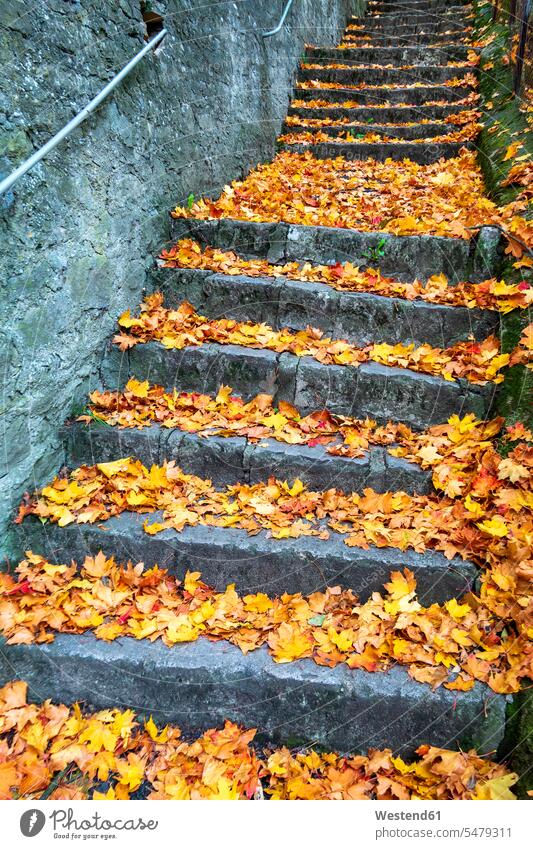 Germany, Bavaria, Wurzburg, Stone steps covered in fallen autumn leaves outdoors location shots outdoor shot outdoor shots day daylight shot daylight shots
