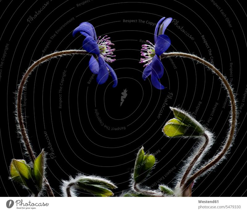 Austria, Two liverwort flower against black background Growth grow growing photography photos photographs photographies Liverwort Anemone hepatica light effect