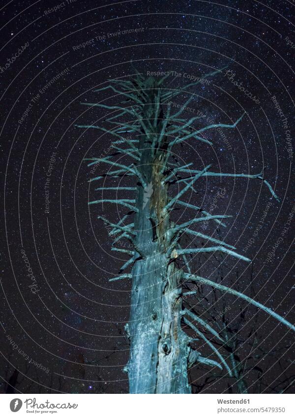 Germany, Bavaria, Low angle view of dead tree against starry night sky outdoors location shots outdoor shot outdoor shots low angle view worm's eye view