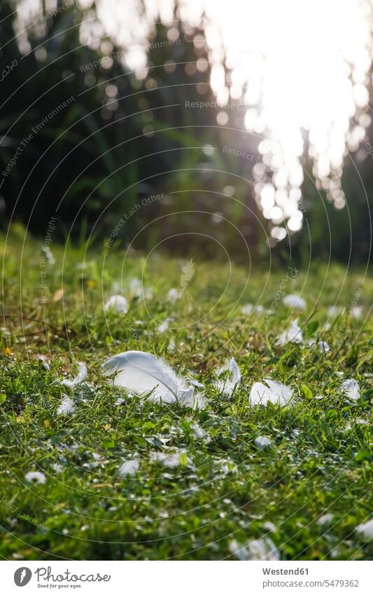White feathers lying on a meadow at sunlight nobody grass meadows rural scene non-urban scene non urban non urban scene Absence Absent white Lightness