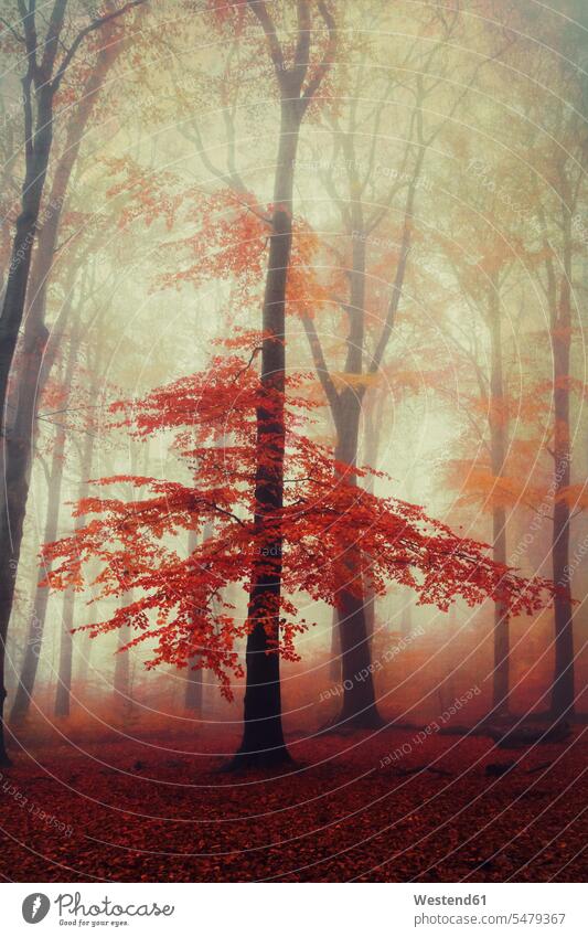 Beech tree in misty autumn forest at dawn outdoors location shots outdoor shot outdoor shots fall season seasons weather fog foggy atmosphere Idyllic