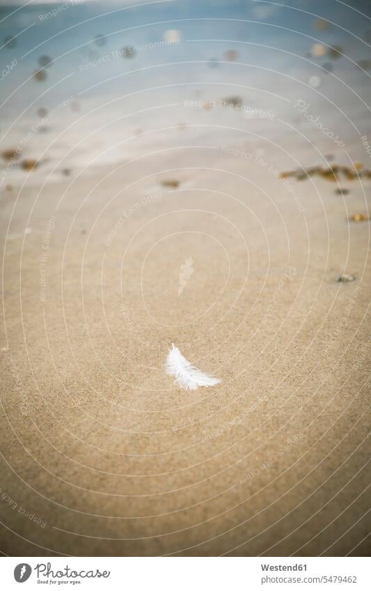 White feather lying on sandy beach natural world location shot location shots outdoor outdoor shot outdoor shots fugaciousness impermanent transience