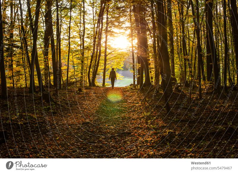 Female explorer walking in forest during sunset color image colour image outdoors location shots outdoor shot outdoor shots wood woods forests nature
