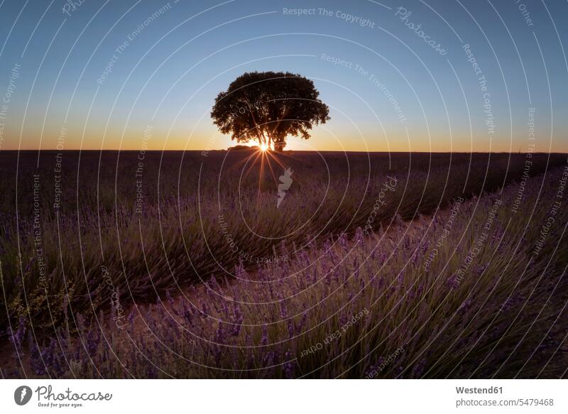 France, Provence, Lavender fields at sunset cropland cultivation area rural country countryside landscape landscapes scenery terrain Tree Trees Growth growing
