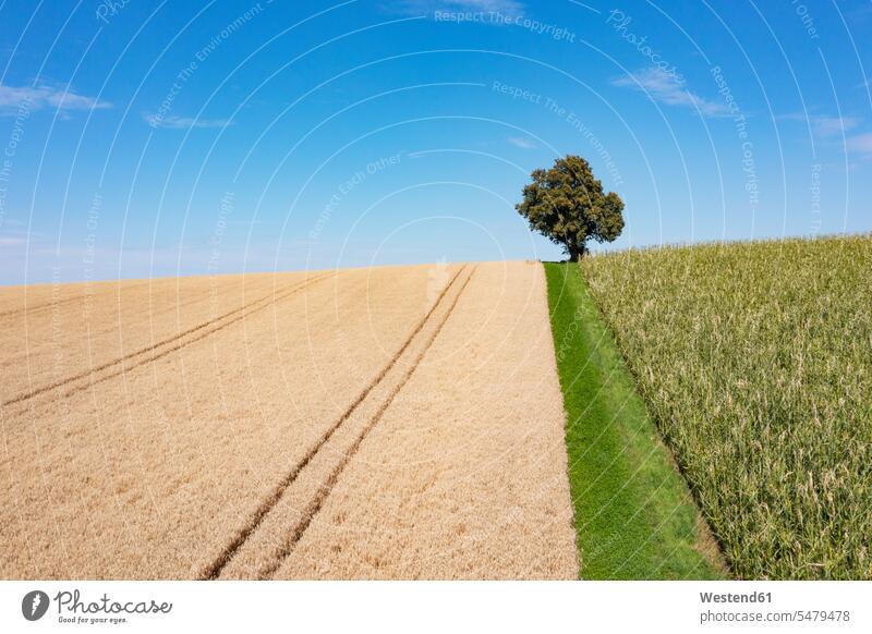 Drone view of countryside field in summer with single tree in background outdoors location shots outdoor shot outdoor shots day daylight shot daylight shots
