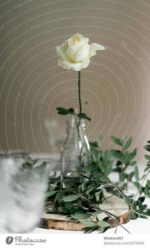 Dining table decorated with white blooming rose and olive tree branches indoors indoor shot indoor shots interior interior view Interiors Selective focus