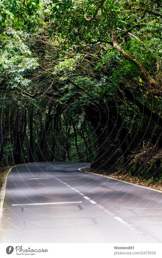 Road in forest, Tenerife, Spain emptiness transport roads street streets landscapes scenery terrain forests wood woods location shot location shots outdoor