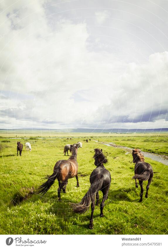 Iceland, Icelandic horses on grassland grasslands black brown brook brooks standing group of animals day daytime daylight shot day shots daylight shots
