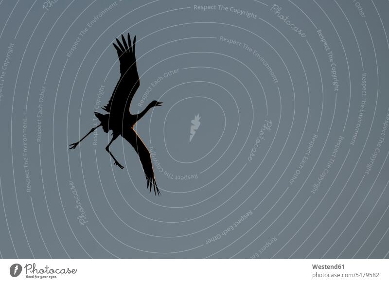 Germany, Mecklenburg-Western Pomerania, Common crane, Grus grus, flying Crane nature migrating bird migrating birds wild animal wild animals aves outdoors