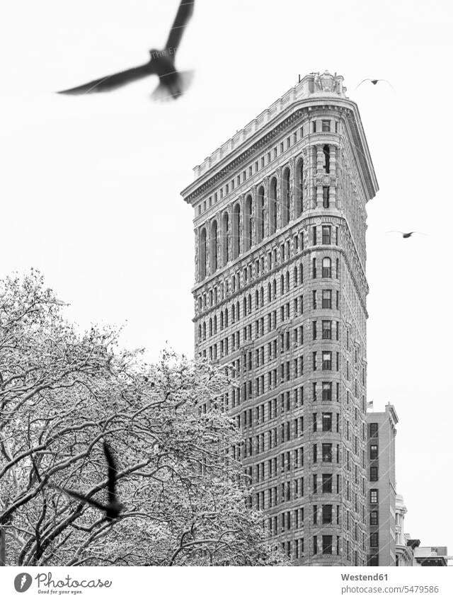 USA, New York, New York City, Flatiron Building with bare trees covered with snow and bird in foreground, bw outdoors location shots outdoor shot outdoor shots