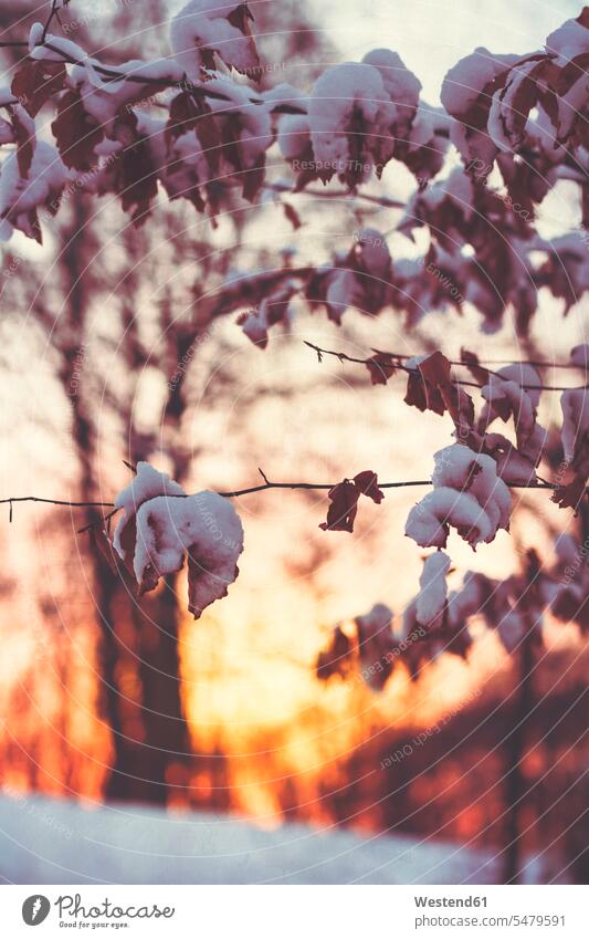 Close-up of leaf on branch covered with snow at forest color image colour image outdoors location shots outdoor shot outdoor shots sunset sunsets sundown