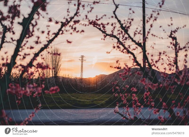 Spain, Lleida, sunset at peach blossom power pole power poles power pylons in the evening colour colours magenta Rosy skies landscapes scenery terrain
