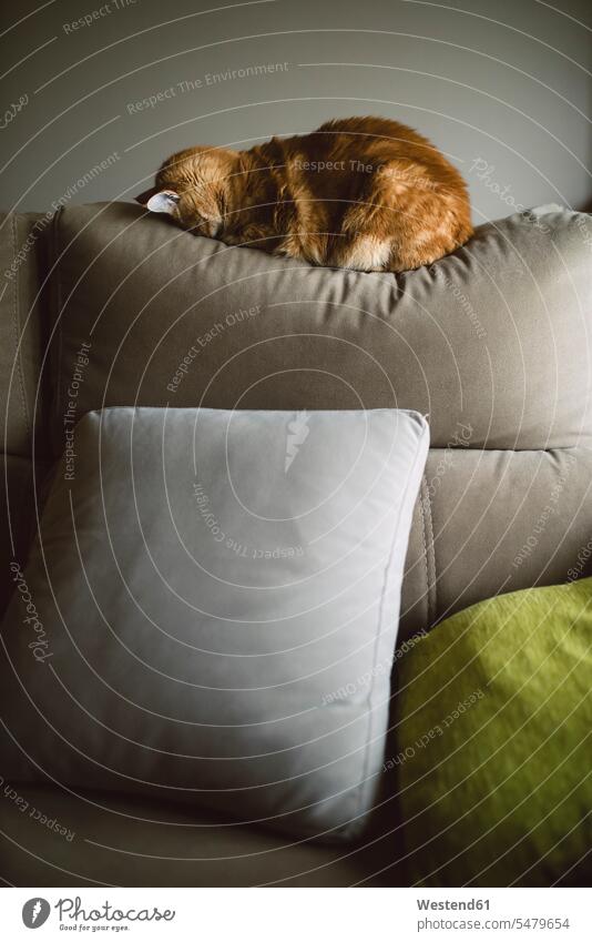 Brown Ginger cat sleeping with face on sofa in living room color image colour image indoors indoor shot indoor shots interior interior view Interiors day