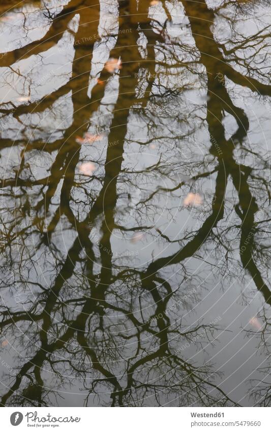 Reflection of bare tree on water surface of a lake hibernal body of water waters lakes water surface area location shot location shots outdoor outdoor shot