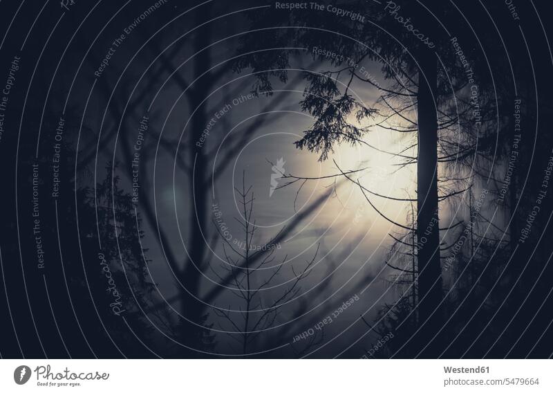 Trees and full moon nobody tranquility tranquillity Calmness night shot nighttime night-time Night at night night shots fog foggy misty Tree Trunk Tree Trunks