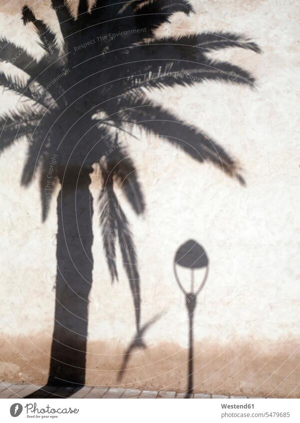 Shadows of palm, seagull and street lamp on facade nobody shadow shadows Street Light street lantern street lamps street lanterns sunlight Palm Palm Trees Palms