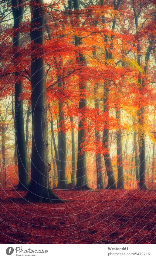 Autumn forest summer summertime summery summer time Bright Colour Bright Colours autumn morning fall morning morning mood forests wood woods autumn leaves