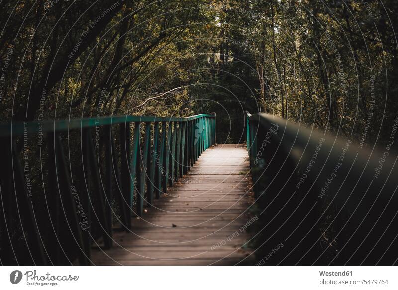 Wooden bridge in forest boardwalk boardwalks wooden walkway Solitude seclusion Solitariness solitary remote secluded copy space Absence Absent the way forward