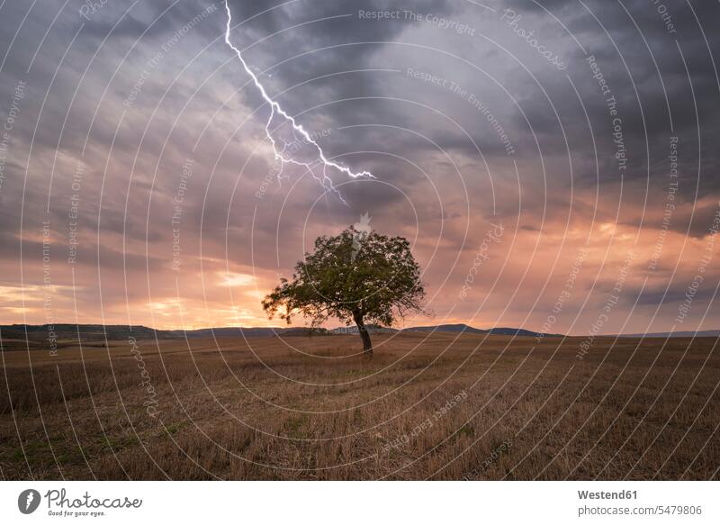 Lightning over lonely tree at scenic sunset atmosphere atmospheric mood moody Atmospheric Mood Vibe Idyllic rural scene Non Urban Scene Travel sky skies Tree