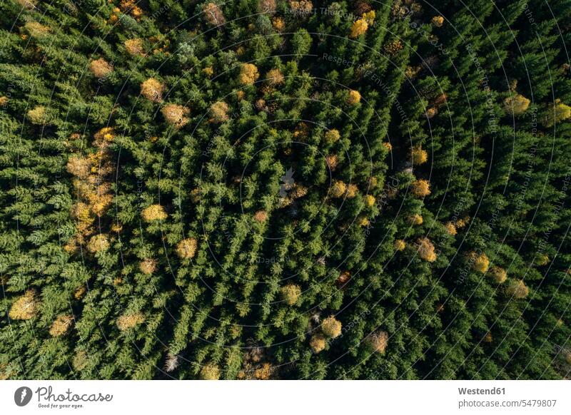 Drone view of deciduous forest in autumn outdoors location shots outdoor shot outdoor shots day daylight shot daylight shots day shots daytime aerial view