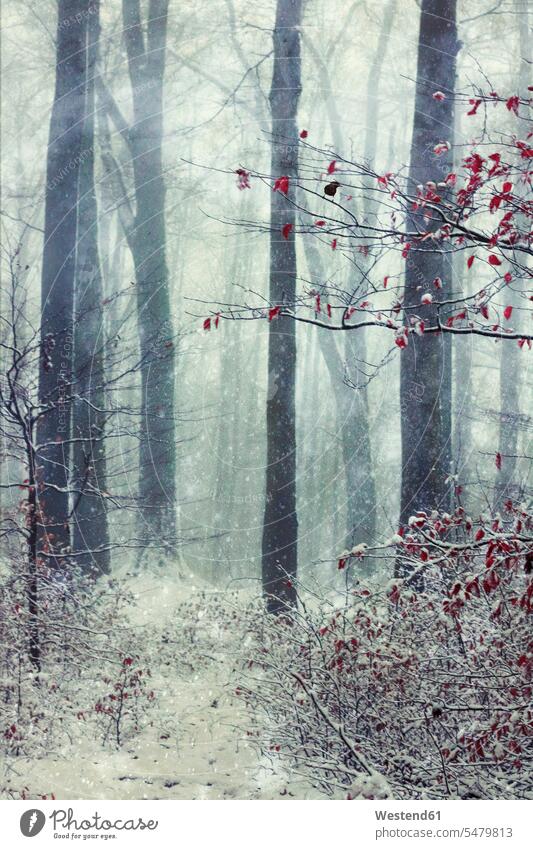Germany, Wuppertal, winter forest, textured photography rural scene Non Urban Scene day daylight shot daylight shots day shots daytime snowing snowflake