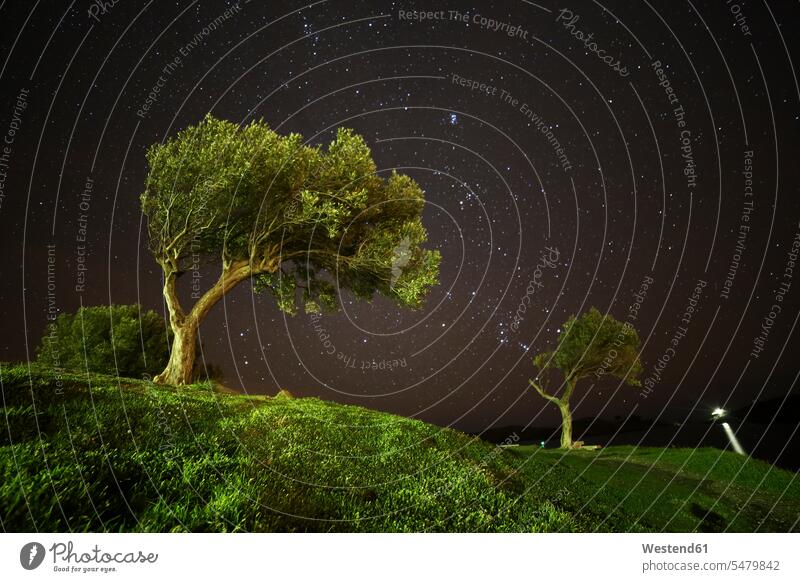 Spain, Cadaques, olive trees under starry sky night by night at night nite night photography beauty of nature beauty in nature Starscape surreal surrealistic