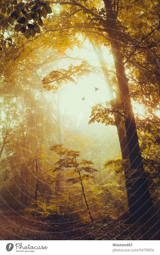 Deciduous forest in autumn, early-morning haze and flying birds beauty of nature beauty in nature flight flights morning light Backlit back light backlight