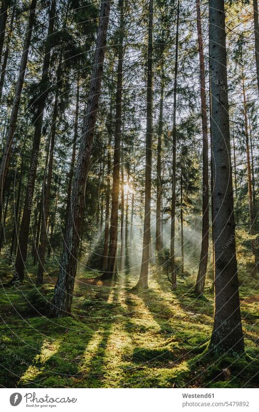 Sun rays passing through trees in forest color image colour image outdoors location shots outdoor shot outdoor shots Germany day daylight shot daylight shots