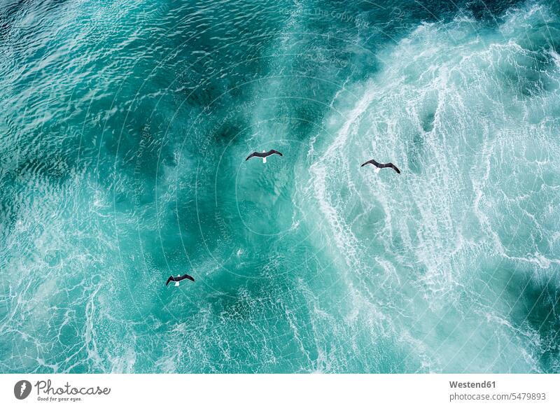 Three seagulls flying over North Atlantic laridae copy space beauty of nature beauty in nature vastness wide Broad Far wideness stream tide current Streams