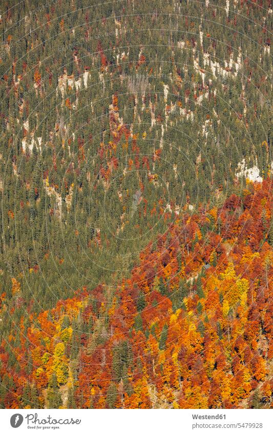 High angle view of green and orange trees during autumn, Altaussee, Salzkammergut, Styria, Austria color image colour image outdoors location shots outdoor shot