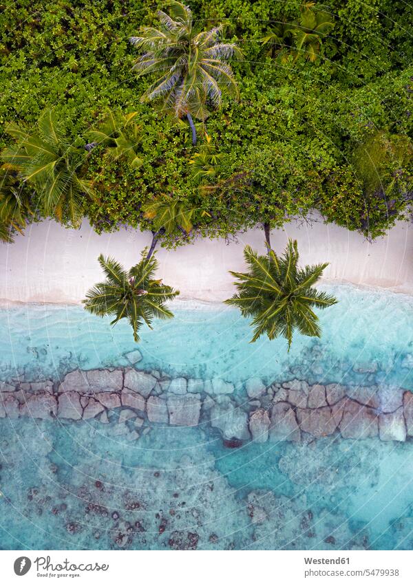 Maldives, Kolhumadulu Atoll, Aerial view of forested coastline of Kanimeedhoo island outdoors location shots outdoor shot outdoor shots day daylight shot