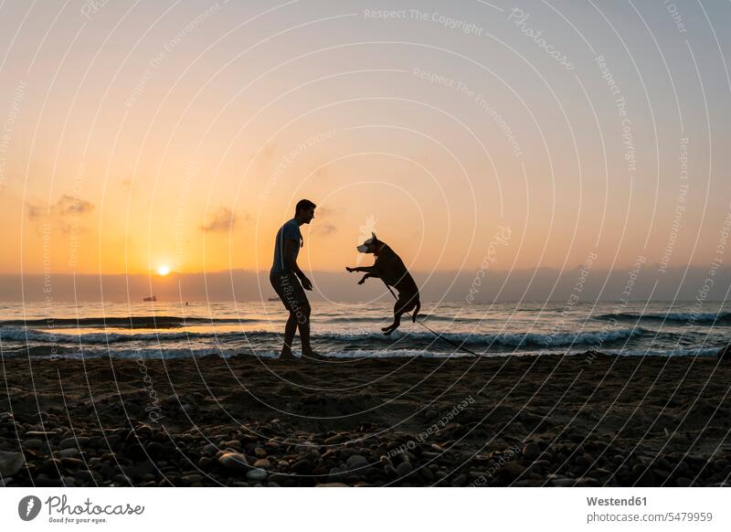 Silhouette man having fun with his dog at beach during dawn color image colour image outdoors location shots outdoor shot outdoor shots one animal 1