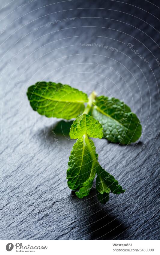 Twig of peppermint on slate food and drink Nutrition Alimentation Food and Drinks Medicinal Herb Medicinal Herbs Leaf Leaves culinary herb culinary herbs green