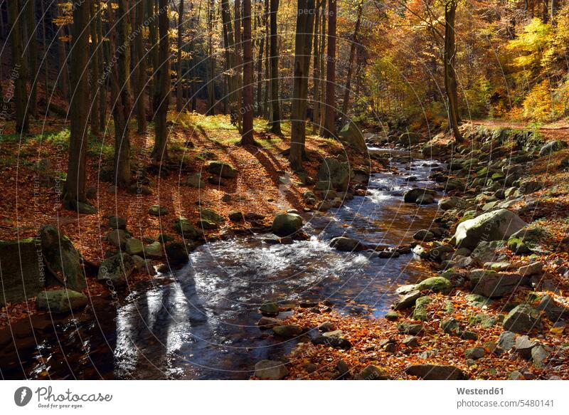 Germany, Saxony-Anhalt, Harz National Park, Ilse River at Ilse Valley in autumn autumn atmosphere autumn leaves autumn foliage Deciduous Tree Deciduous Trees