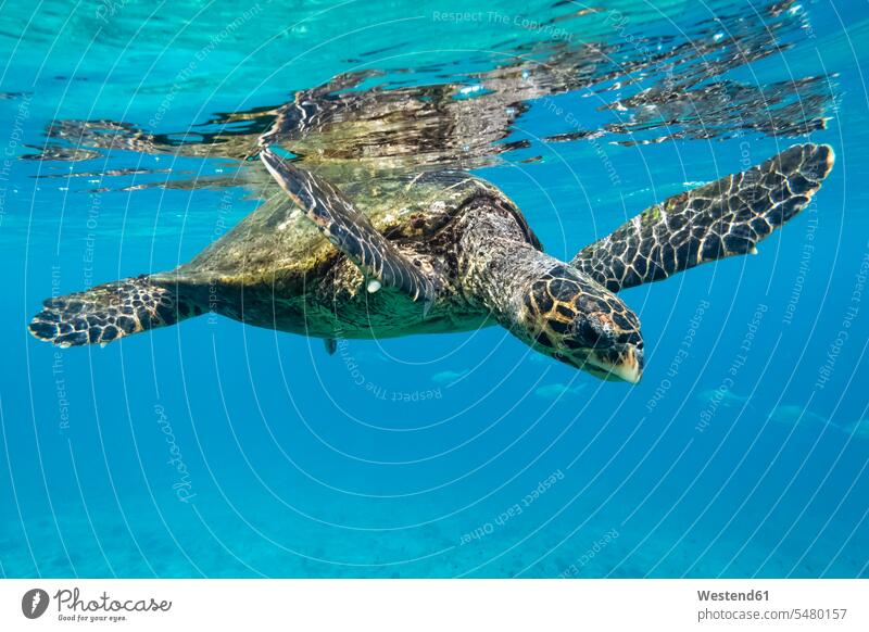 Hawksbill sea turtle, Eretmochelys imbricata sea animal marine fauna sea animals water animals in the wild Animal In The Wild wild animals full length