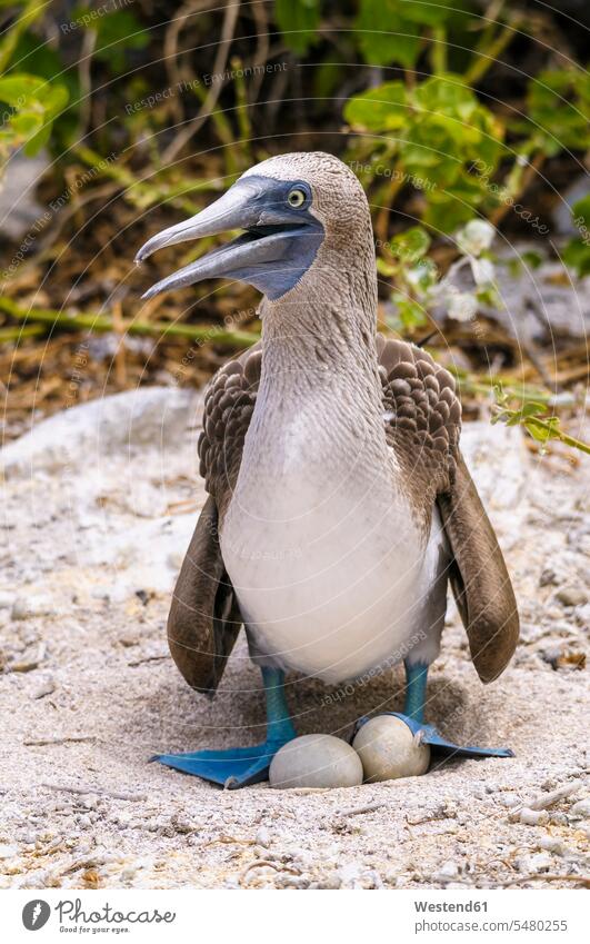 Ecuador, Galapagos Islands, San Cristobal, Blue-footed Booby breeding Care caring care Sula Nebouxii egg eggs Animal Egg Animal Eggs nobody Travel animal world