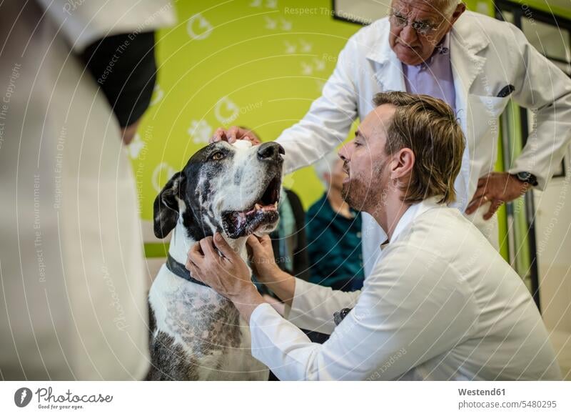 Veterinarian examining Great Dane dog dogs Canine veterinarian checking examine pets animal creatures animals veterinary medicine healthcare and medicine