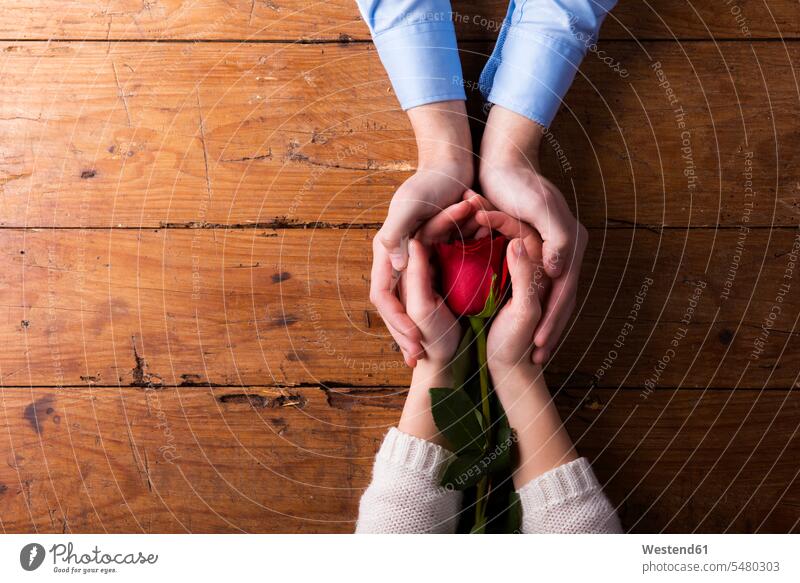 Hands of a young couple holding red rose touching wooden rustic proof of love declaration of love twosome togetherness One Flower Single Flower Red Rose