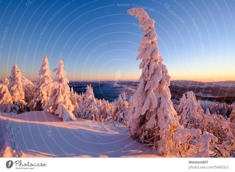 Germany, Bavaria, Bavarian Forest in winter, Great Arber, Arbermandl, snow-capped spruces in the evening outdoors outdoor shots location shot location shots