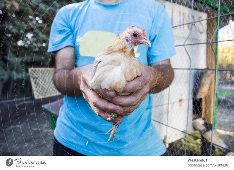 Hands of a man holding a chicken on a farm chickens farmer agriculturists farmers bird birds aves animal creatures animals agriculture caucasian