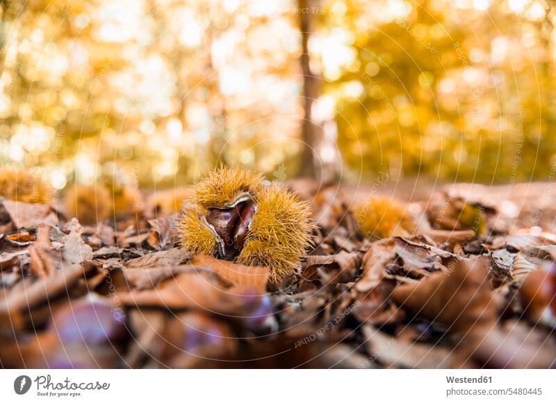 Sweet chestnuts and autumn leaves lying on forest soil Chestnut Chestnuts Aesculus hippocastanum woods forests Castanea chestnut tree Deciduous Tree