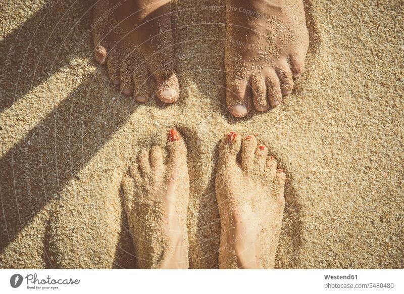 Feet of a couple standing in the sand seen from above twosomes partnership couples sandy foot human foot human feet people persons human being humans