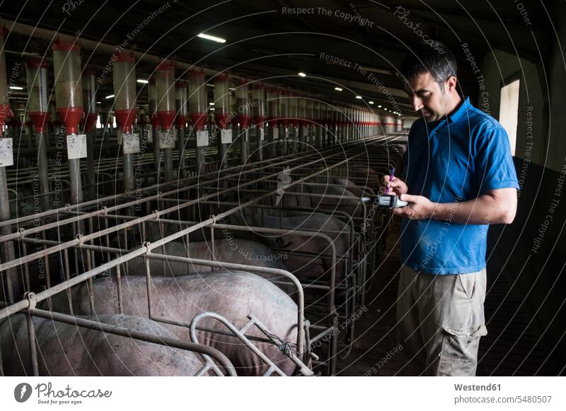 Salamanca, Spain, Pig farmer examining iberian pigs with a pda in a factory farm stable animal stall stables working At Work agriculturists farmers