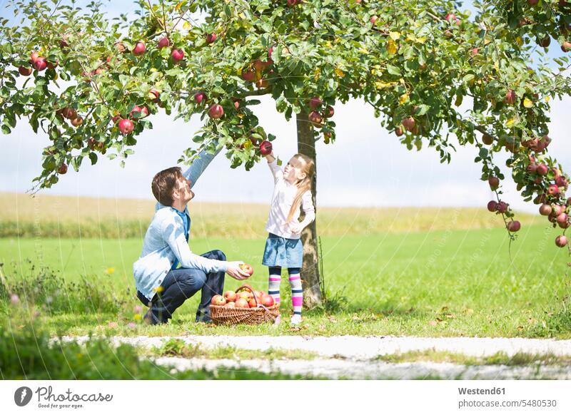 Little girl and father picking apples from tree day daylight shot daylight shots day shots daytime pa fathers daddy dads papa caucasian caucasian ethnicity