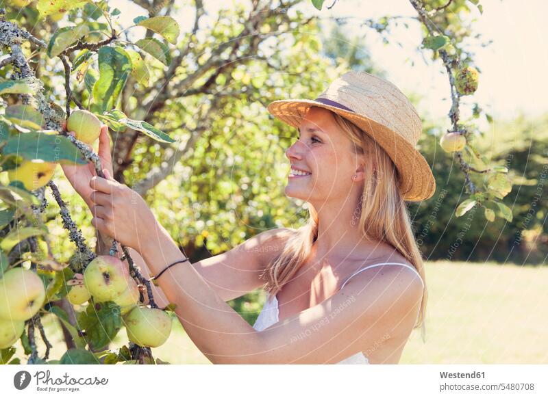 Young woman with straw hat picking apples from tree smiling smile Tree Trees Apple Apples females women happiness happy pluck Fruit Fruits Food foods