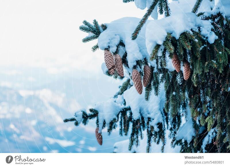 Germany, Berchtesgadener Land, Berchtesgaden National Park, snow-covered fir with cones, partial view cold Cold Weather Cold Temperature chilly Part Of cropped