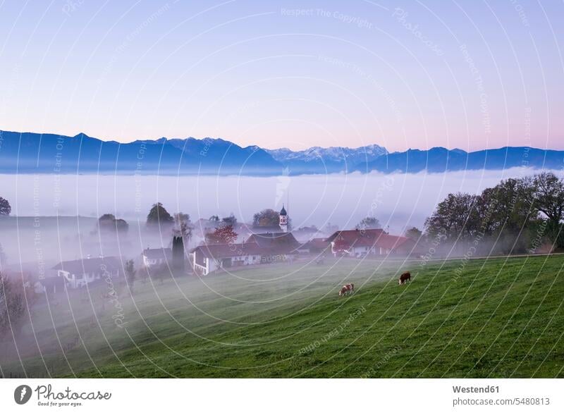 Germany, Bavaria, Pfaffenwinkel, Aidling, Aidlinger Hoehe, morning fog, morning twilight cow cows beauty of nature beauty in nature autumn colours vastness wide
